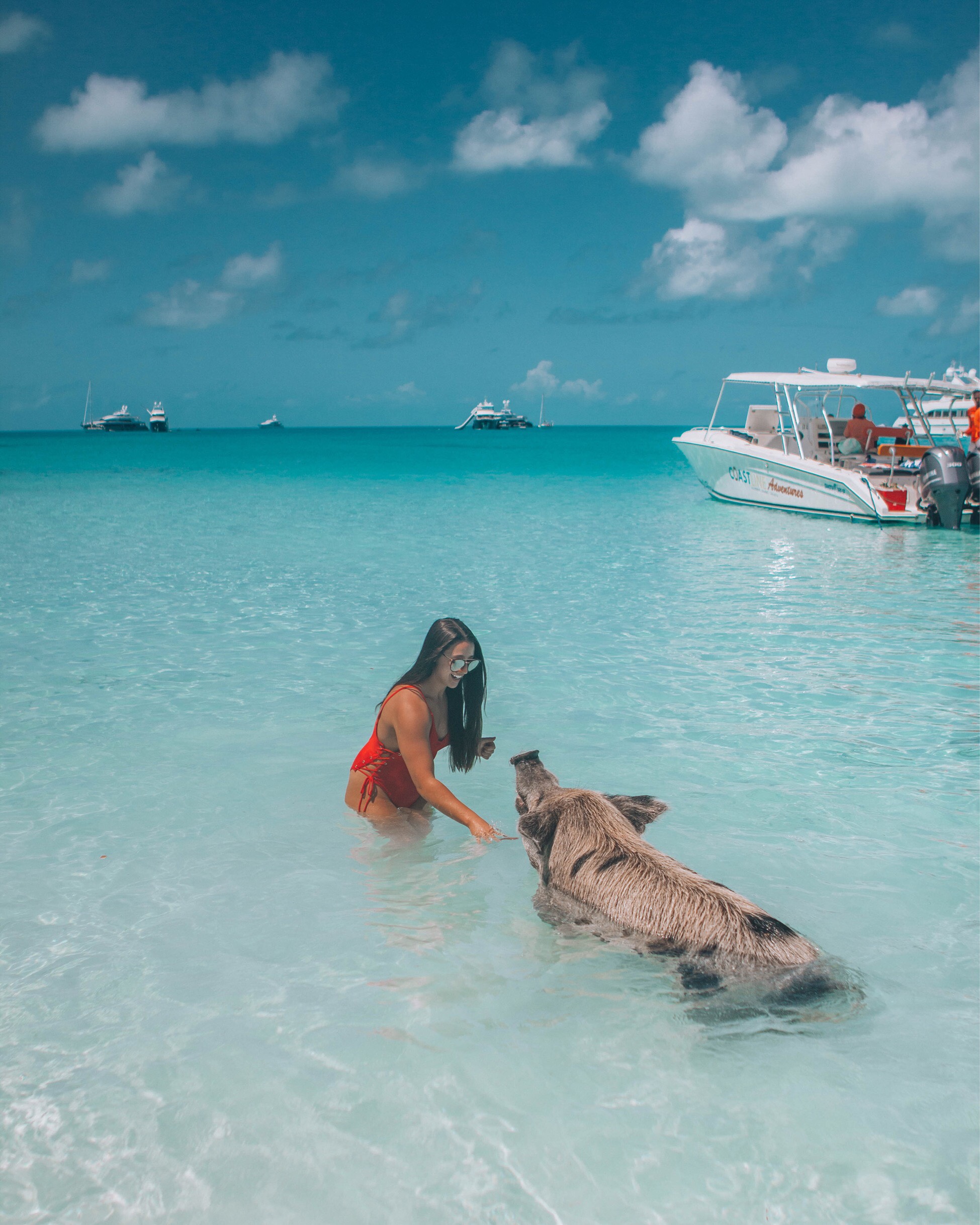 The Bahamas, Where Pigs Swim